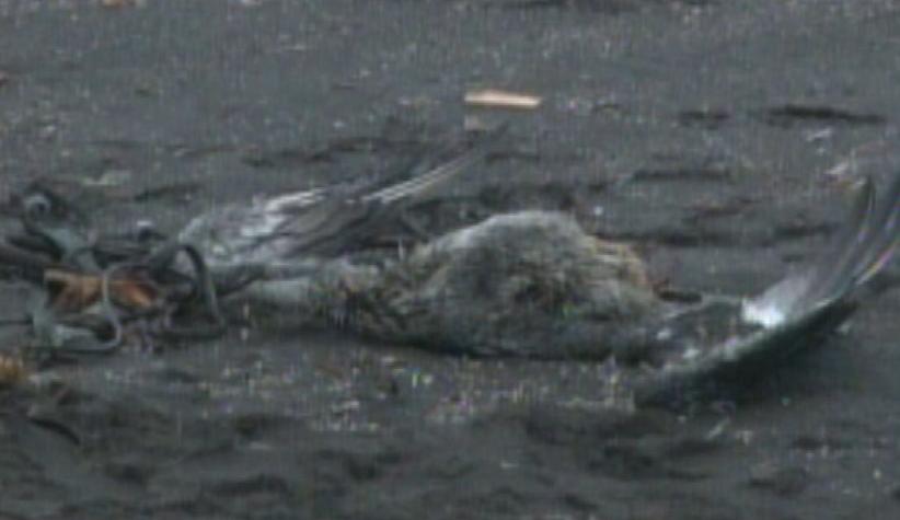 Más de mil aves muertas aparecen en Lenga
