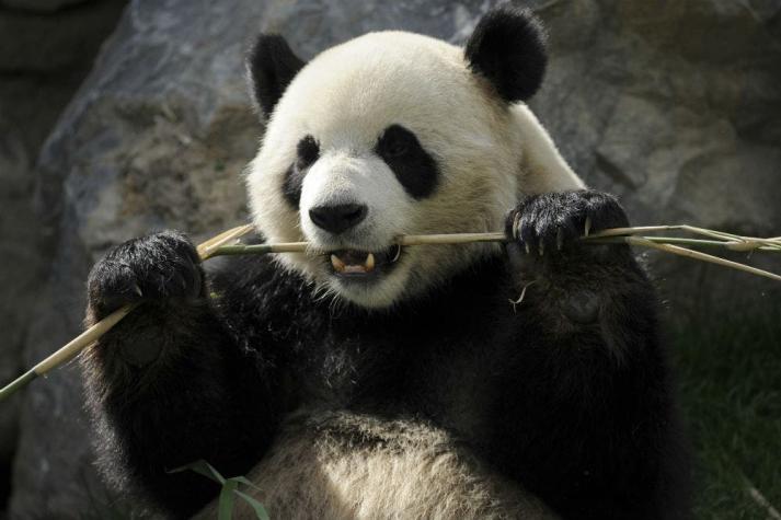 Los osos pandas no deberían comer bambú, según nuevo estudio