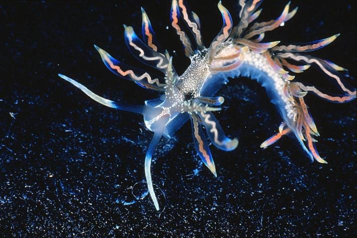 Éstas son las 10 nuevas especies más espectaculares del 2015