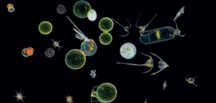 Descubren un mundo nuevo con las criaturas "más diminutas del océano"
