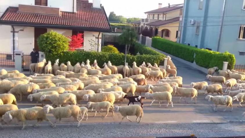 [VIDEO] Cientos de ovejas hambrientas comen plantas de vecinos en barrio de Venecia