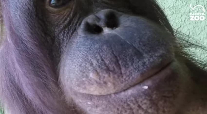 [VIDEO] Le dejaron una cámara GoPro a un orangután y esto sucedió