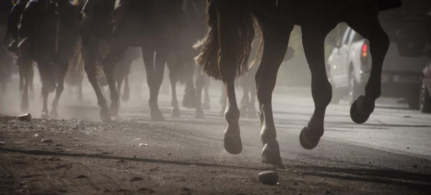 Sacrifican a 36 caballos de carrera infectados con enfermedad mortal para los humanos