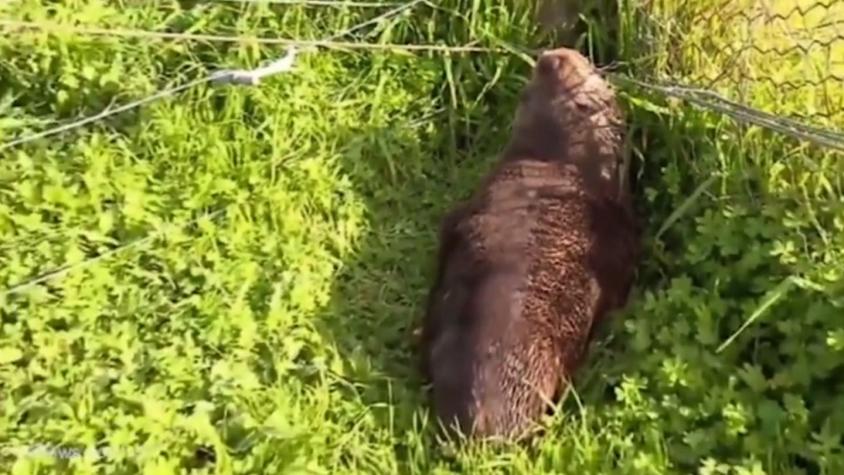 [VIDEO] Insólito hallazgo de cachorro de lobo marino en granja en Australia