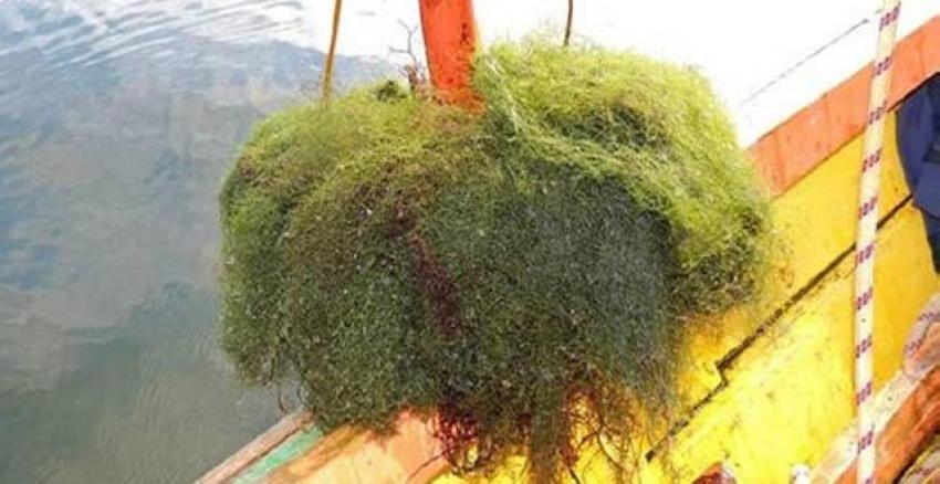 Subpesca declara área de plaga por algas invasivas en el río Maullín
