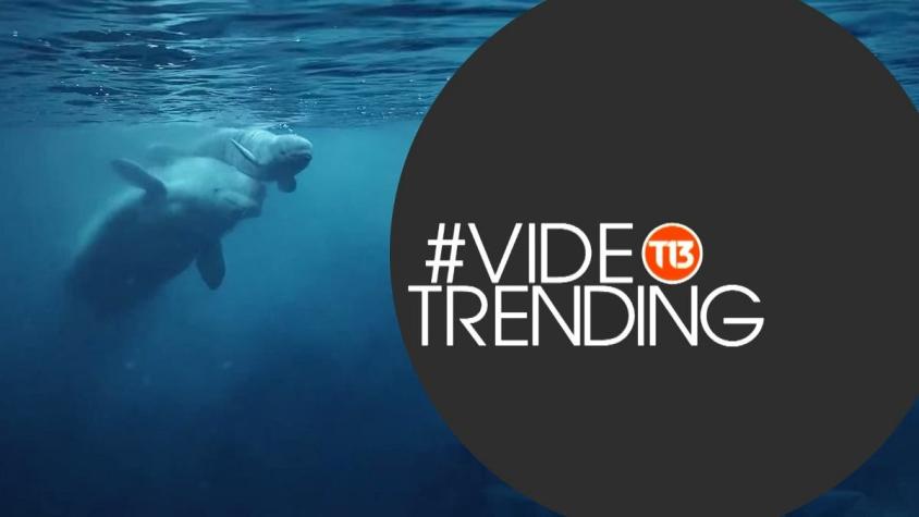 [VIDEO] ¿Ya viste el nacimiento de una beluga? Este y otros virales en #VideoTrending