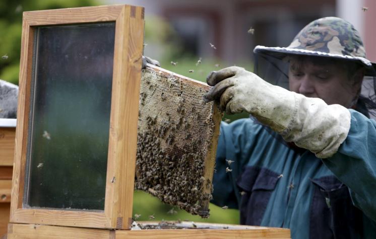 La falta de abejas afectará a la producción de un tercio de los alimentos a nivel mundial