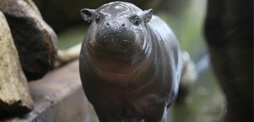 [VIDEO] Nace hipopótamo pigmeo en Australia