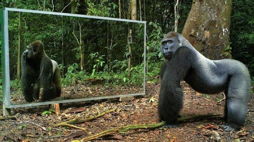 [VIDEO] ¿Cómo reaccionan animales salvajes frente a un espejo?