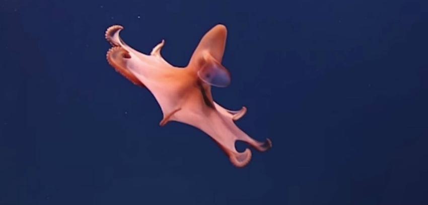 [VIDEO] Descubren nuevas especies en las profundidades del océano de Puerto Rico