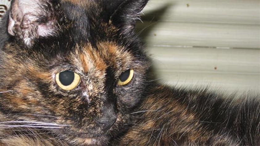 Adiós Tiffany Segunda: Muere la gata más vieja del mundo