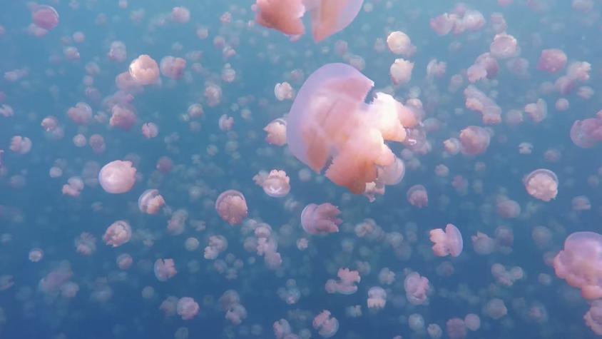 [VIDEO] Surrealista recorrido en lago con millones de medusas