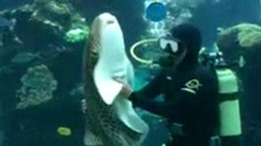 [VIDEO] Hombre acaricia y abraza a un tiburón en una isla del Pacífico