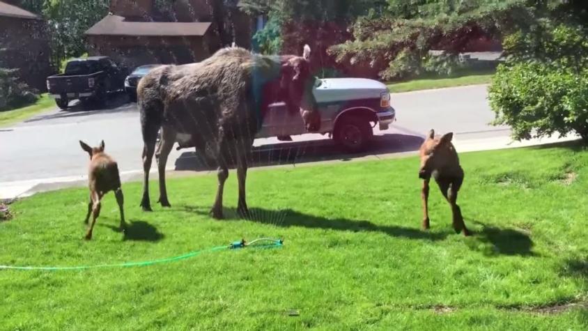 [VIDEO] Familia capta a alces jugando en el patio de su casa en Alaska