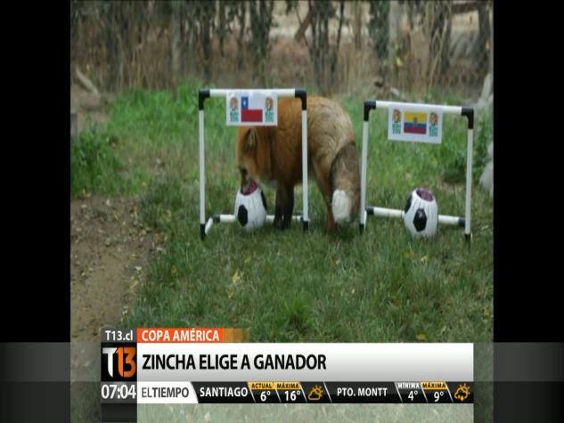 [VIDEO] 'Zincha' del Buin Zoo que pronosticó al ganador del debut de Chile ante Ecuador