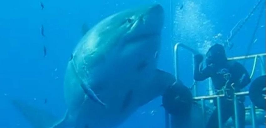 [VIDEO] Científico registra al tiburón blanco más grande que se haya visto