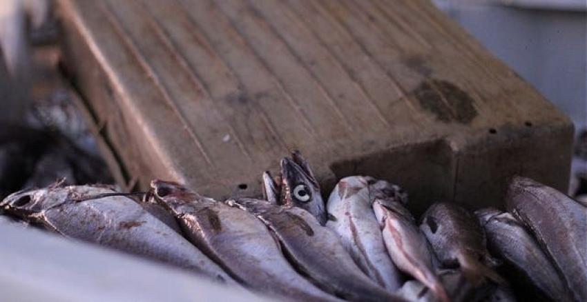 Valparaíso: Incautan más de 3 mil kilos de merluza ilegal lista para ser comercializada
