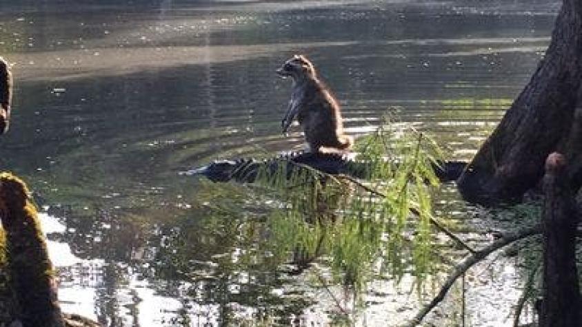 Hombre capta el sorprendente momento en que un mapache se posa sobre un cocodrilo
