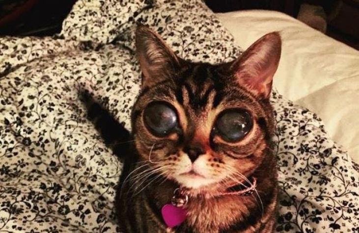 [FOTOS] Gata Matilda revoluciona la web con sus increíbles "ojos de extraterreste"