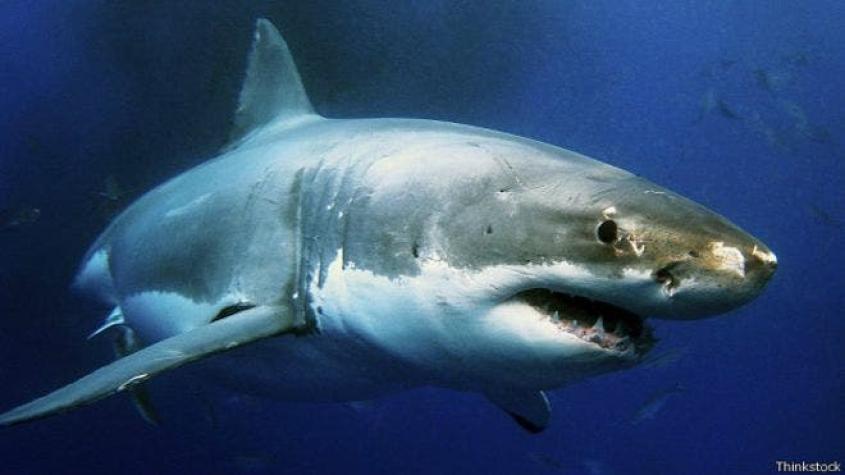¿Qué tan probable es que te ataque un tiburón?