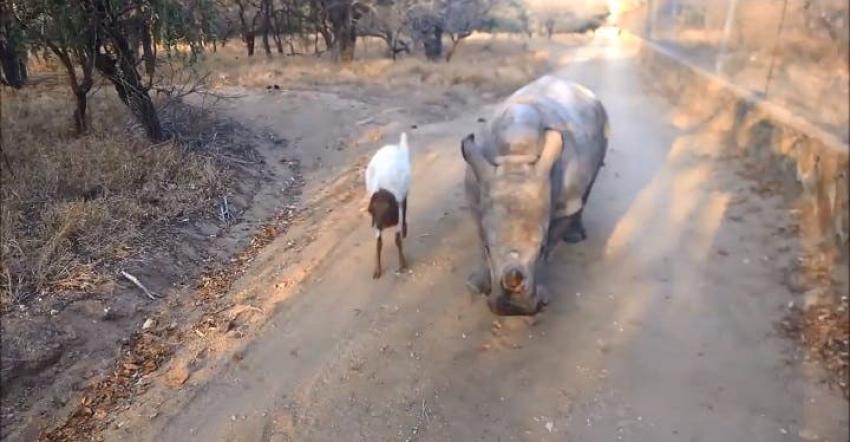 [VIDEO] Tierna cría de rinoceronte se mueve como una oveja