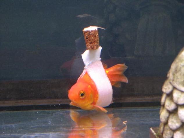[VÍDEO] Este pez nada gracias a una "silla de ruedas" flotante