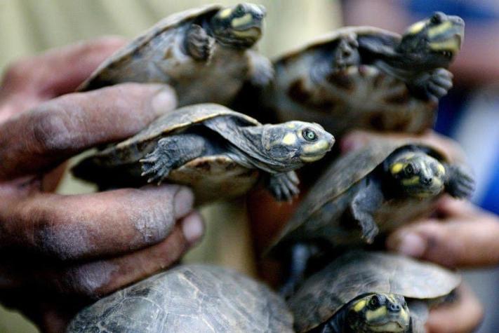 Incautación récord de tortugas en Madagascar