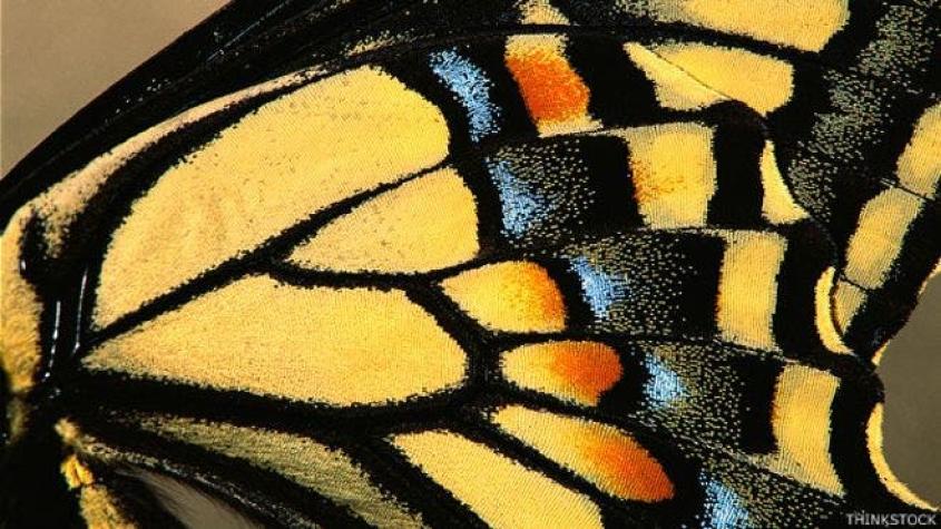 Los secretos que develan las mariposas sobre la vida