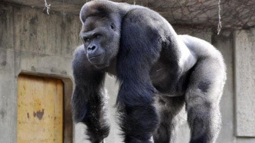 El gorila "más lindo del mundo" saca suspiros en un zoológico de Japón