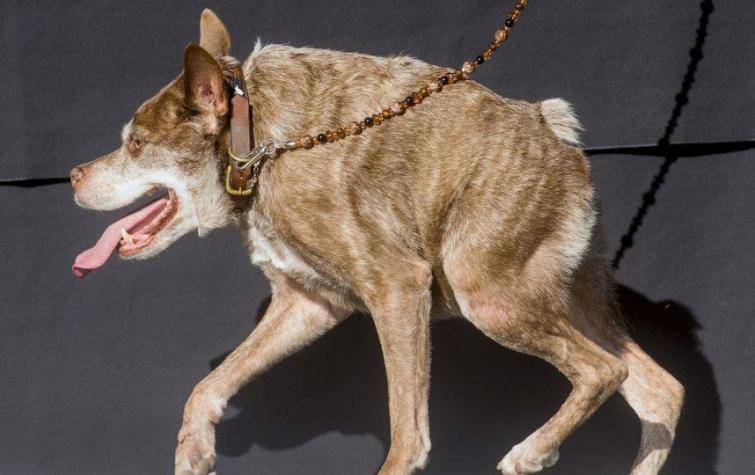[FOTOS y VIDEO] ¿Es Quasimodo el perro más feo del mundo?