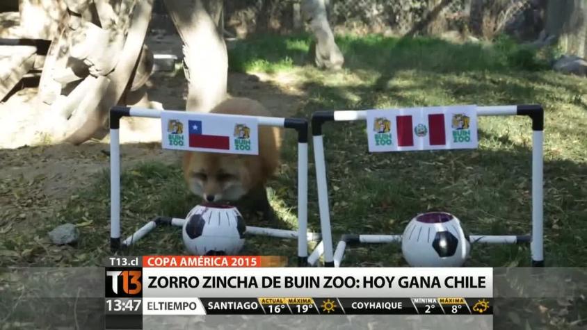 Zorro "Zincha" elige a Chile como ganador para el partido de esta tarde