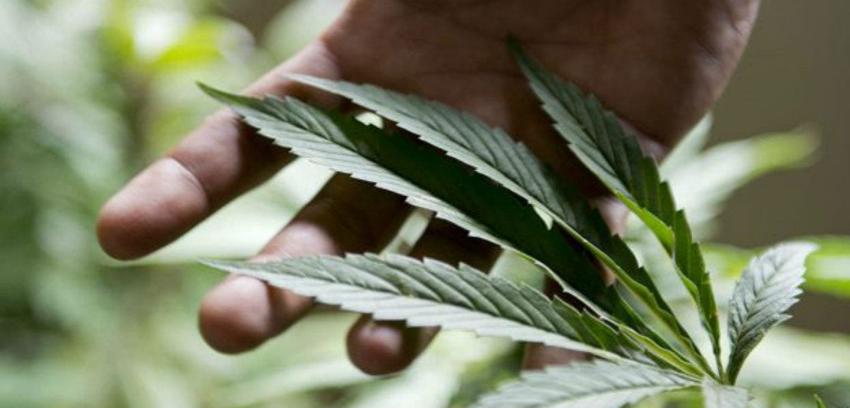 Doctor y tráfico de marihuana: "Debe haber más criterios que portar la sustancia"