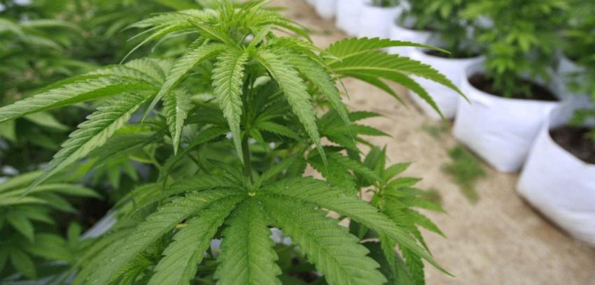Estados Unidos: Oregon se convierte en el cuarto estado en legalizar la marihuana recreacional