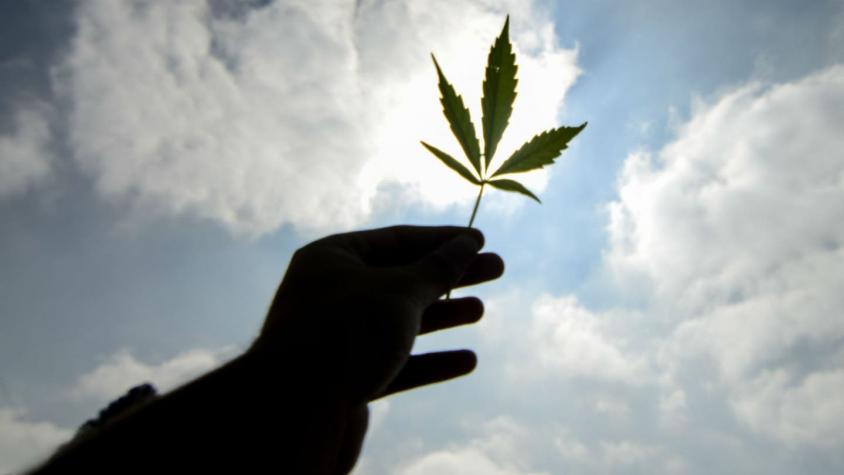 Cámara de Diputados aprueba idea de legislar despenalización de la marihuana