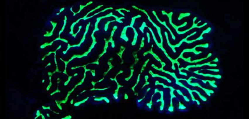 [FOTOS] Los fascinantes corales fluorescentes en las profundidades del océano