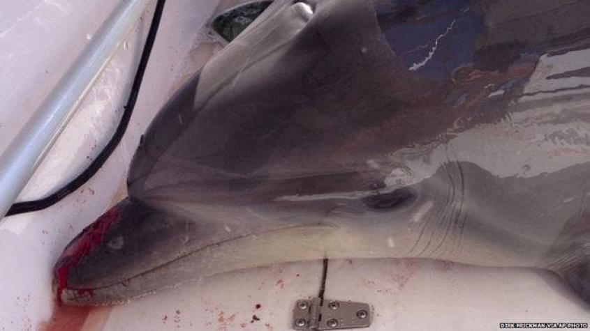 Delfín salta adentro de un bote y hiere a una mujer en California