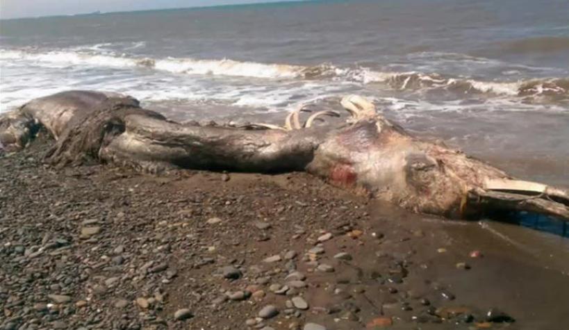 Misteriosa criatura marina es hallada muerta en las costas de la isla Sajalín