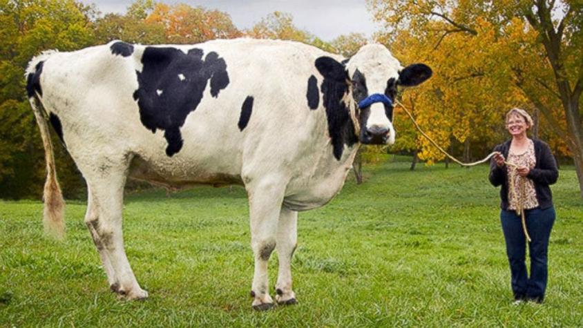 Esta es Blosom, la vaca más alta del mundo de la que se tenga registro