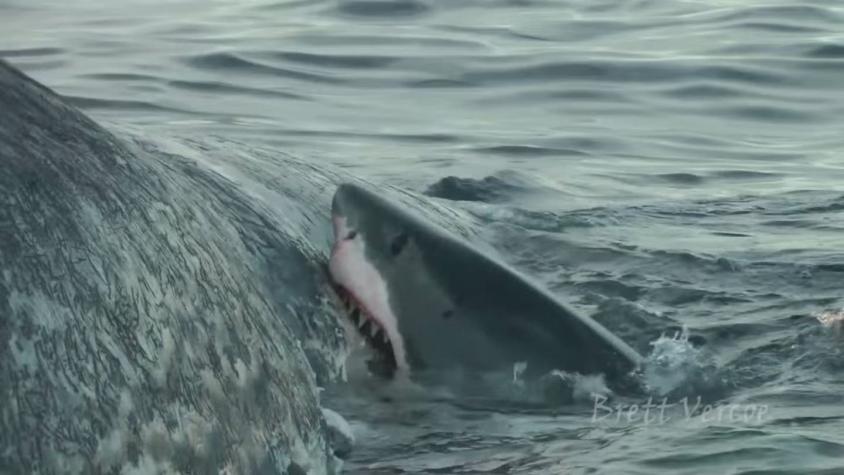 [VIDEO] Buzo capta a tiburones devorando cadáver de ballena