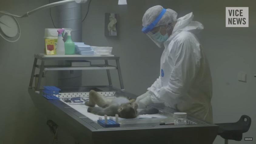 [VIDEO] "Dentro del laboratorio de monos": el impactante reportaje sobre experimentación en animales