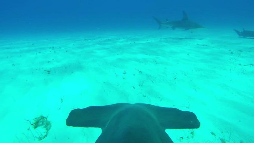 [VIDEO] Disfruta del hermoso viaje de un tiburón martillo en primera persona