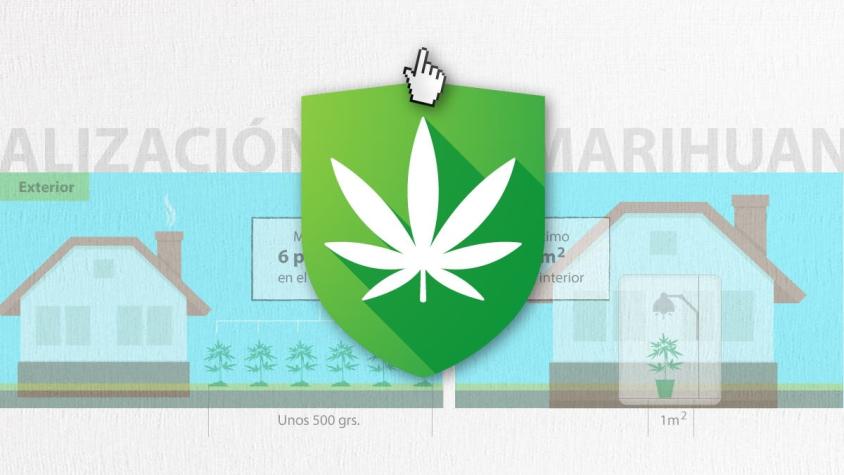 [Interactivo] ¿En qué consiste el proyecto para despenalizar la marihuana en Chile?