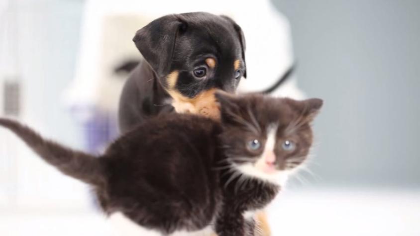 [VIDEO] ¡Alerta de ternura! Cachorros de gatos y perros se conocen por primera vez