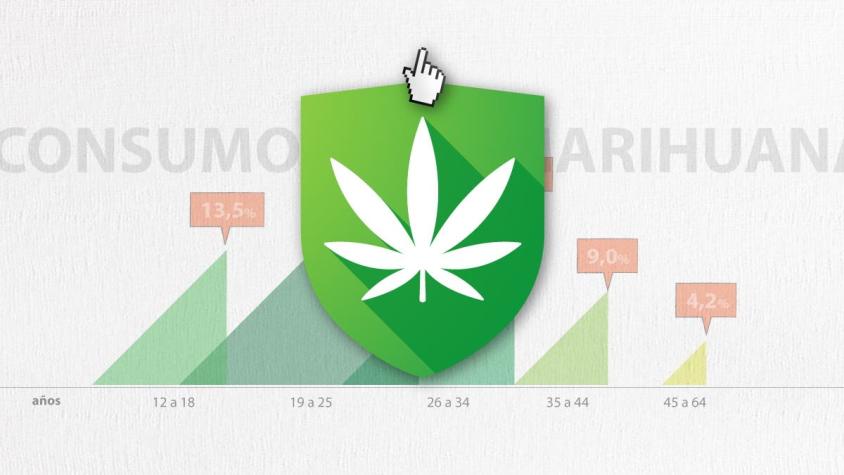 [Interactivo] ¿Cómo es el consumo de marihuana en Chile?