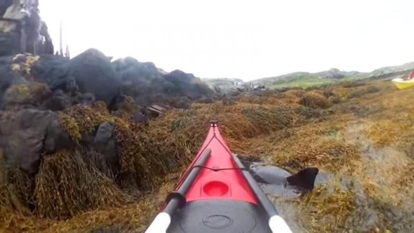[VIDEO] Hombres en kayak rescatan a delfín atrapado en algas marinas