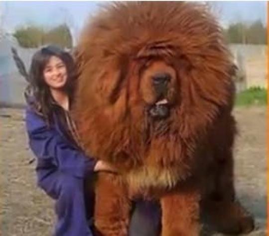 [VIDEO] ¡Perros gigantes! Mira las imágenes de estas particulares mascotas