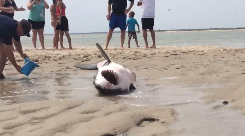 [VIDEO] Un tiburón blanco varado en una playa es salvado por bañistas