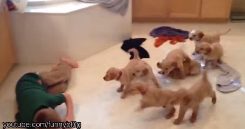 [VIDEO] Invasiones de cachorros que abruman a sus dueños