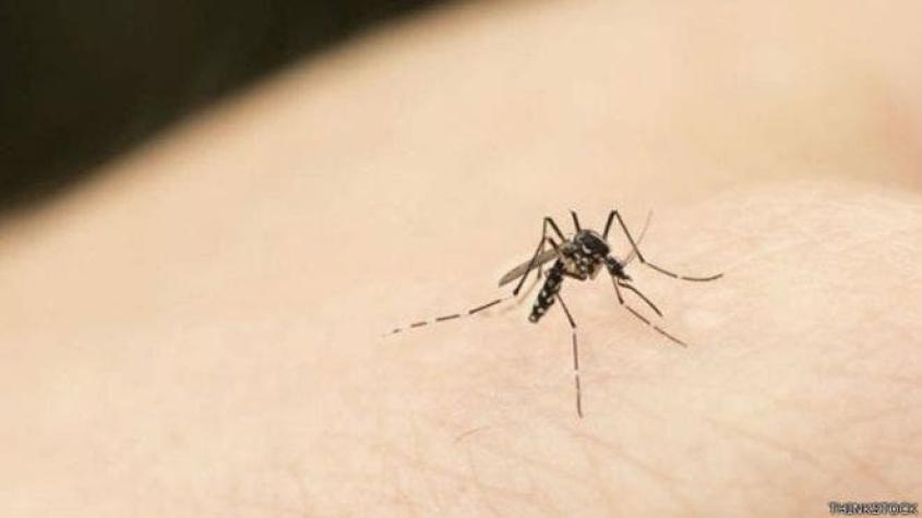 Los tres sentidos que emplean los mosquitos para identificar a sus víctimas