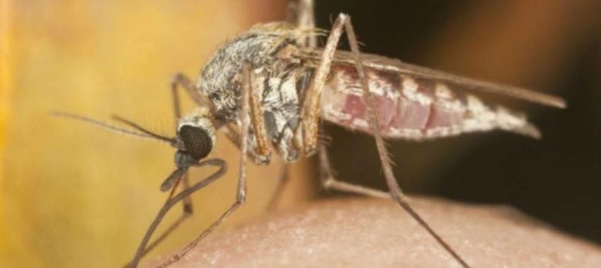 El "sueño" de una vacuna contra la malaria, ¿a punto de hacerse realidad?